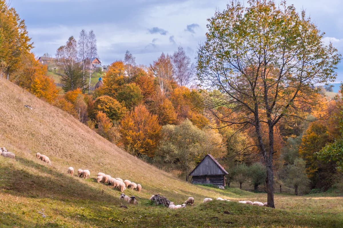 BookNoFees Imagem de exemplo: ovelhas em um prado entre árvores de outono