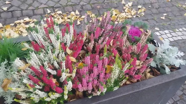 BookNoFees: Padaria – Bäcker Regina – Wenden – Padeira Regina, foto 3