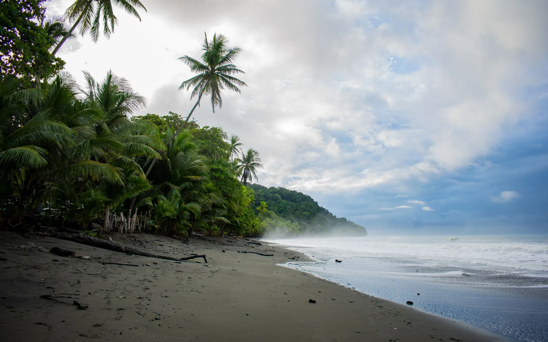 Palmeiras na praia de Pavones, na Costa Rica